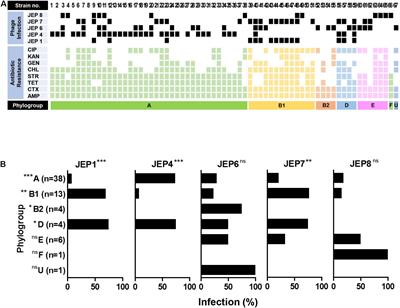 Inhibition of Antimicrobial-Resistant Escherichia coli Using a Broad Host Range Phage Cocktail Targeting Various Bacterial Phylogenetic Groups